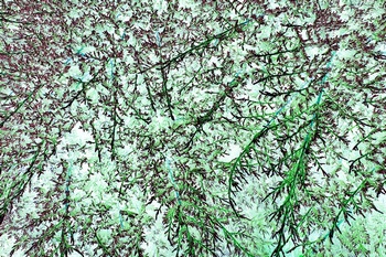 N 198D